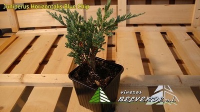 horizontalis blue chip
