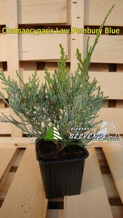 lawsoniana pembury blue