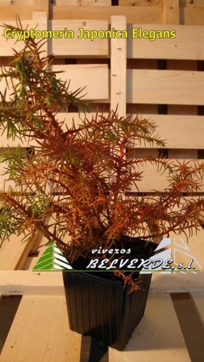 Cryptomeria Japonica Elegans