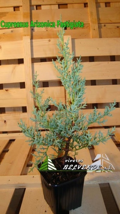 arizonica fastigiata