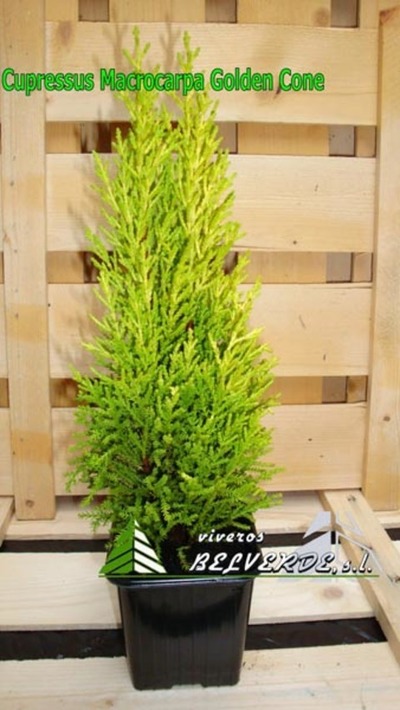 macrocarpa golden cone