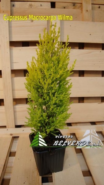 macrocarpa wilma