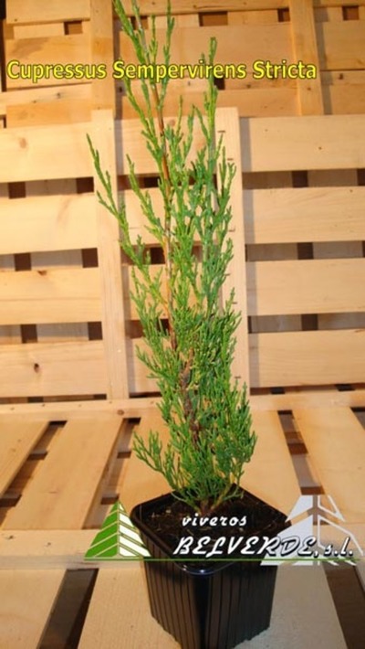 sempervirens stricta