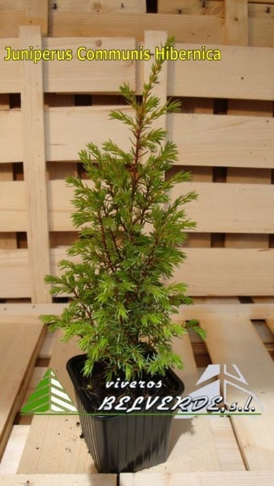 communis hibernica