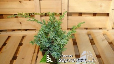 chinensis blue alps
