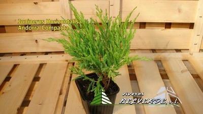 horizontalis andorra compacta