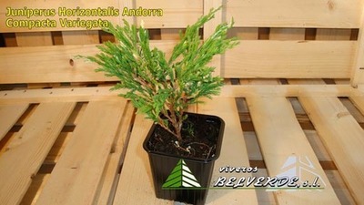 horizontalis andorra compacta variegata