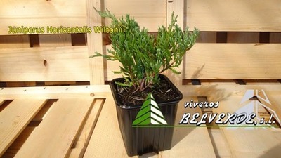 horizontalis wiltonii