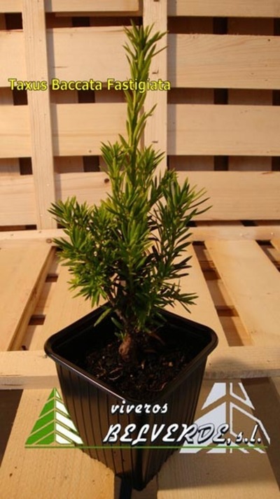 baccata fastigiata