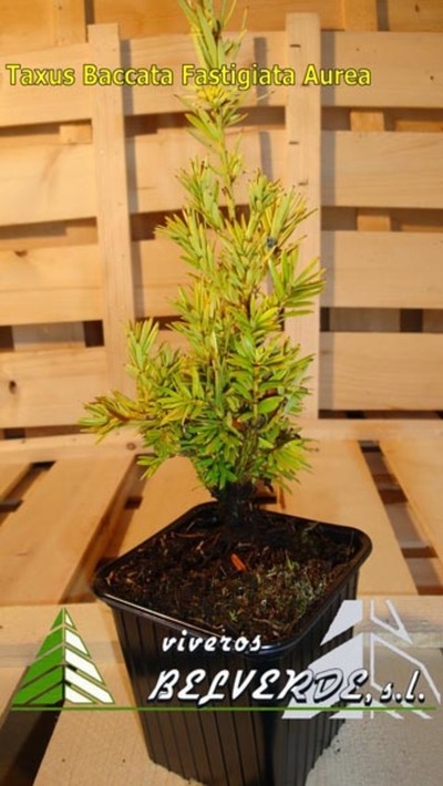 baccata fastigiata aurea