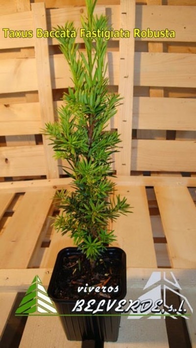 baccata fastigiata robusta