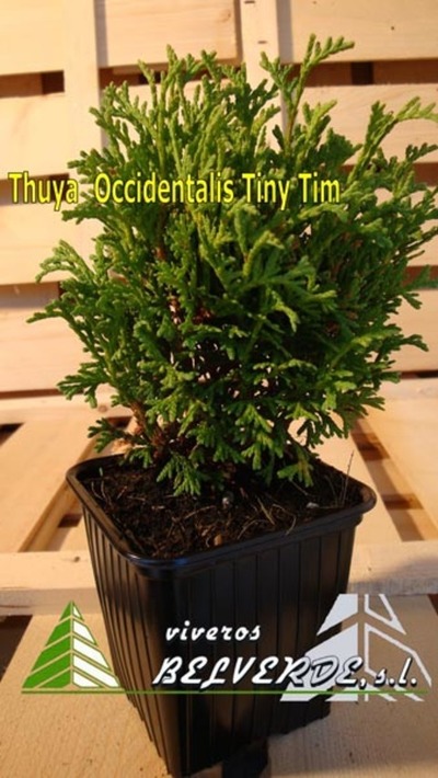 occidentalis tiny tim