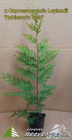 Leylandii 