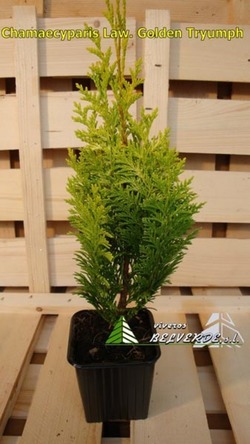 lawsoniana golden tryumph