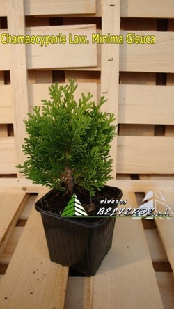 lawsoniana minima glauca