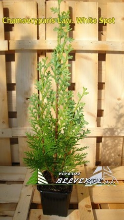 lawsoniana white spot