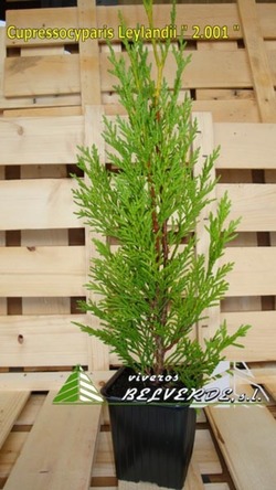 leylandii 2001