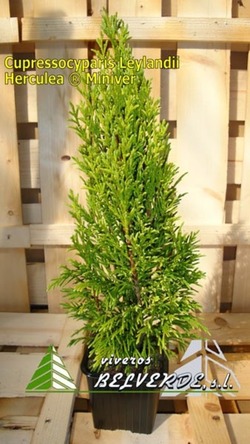 Leylandii Herculea ® miniver