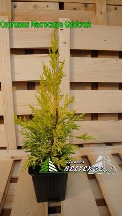 macrocarpa goldcrest