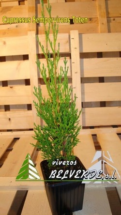 sempervirens toten
