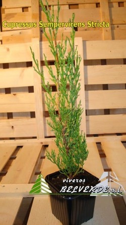 sempervirens stricta