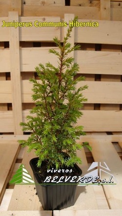 communis hibernica