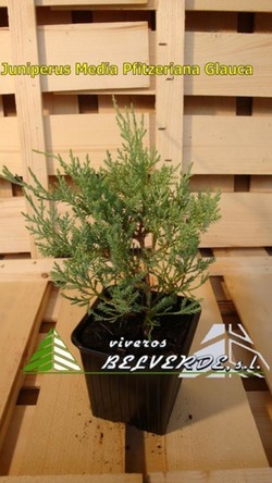 media pfitzeriana glauca